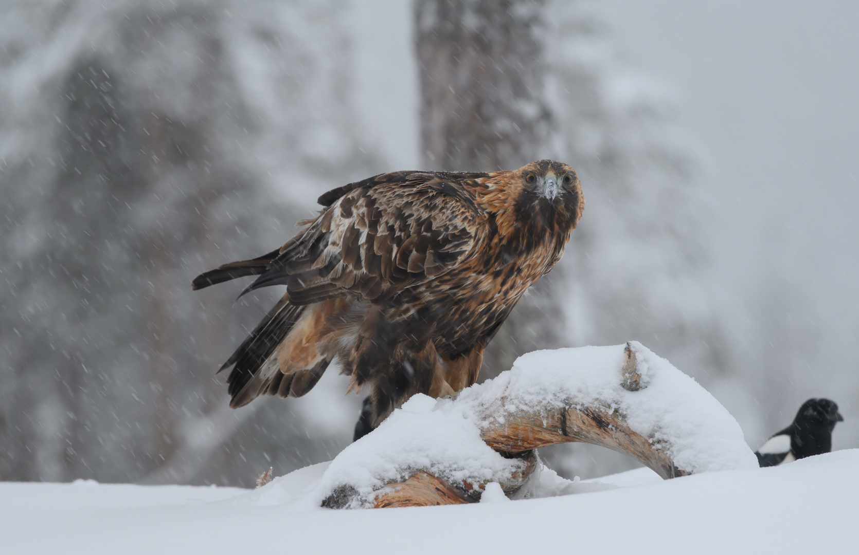 Månadens bilde - Februar 2020