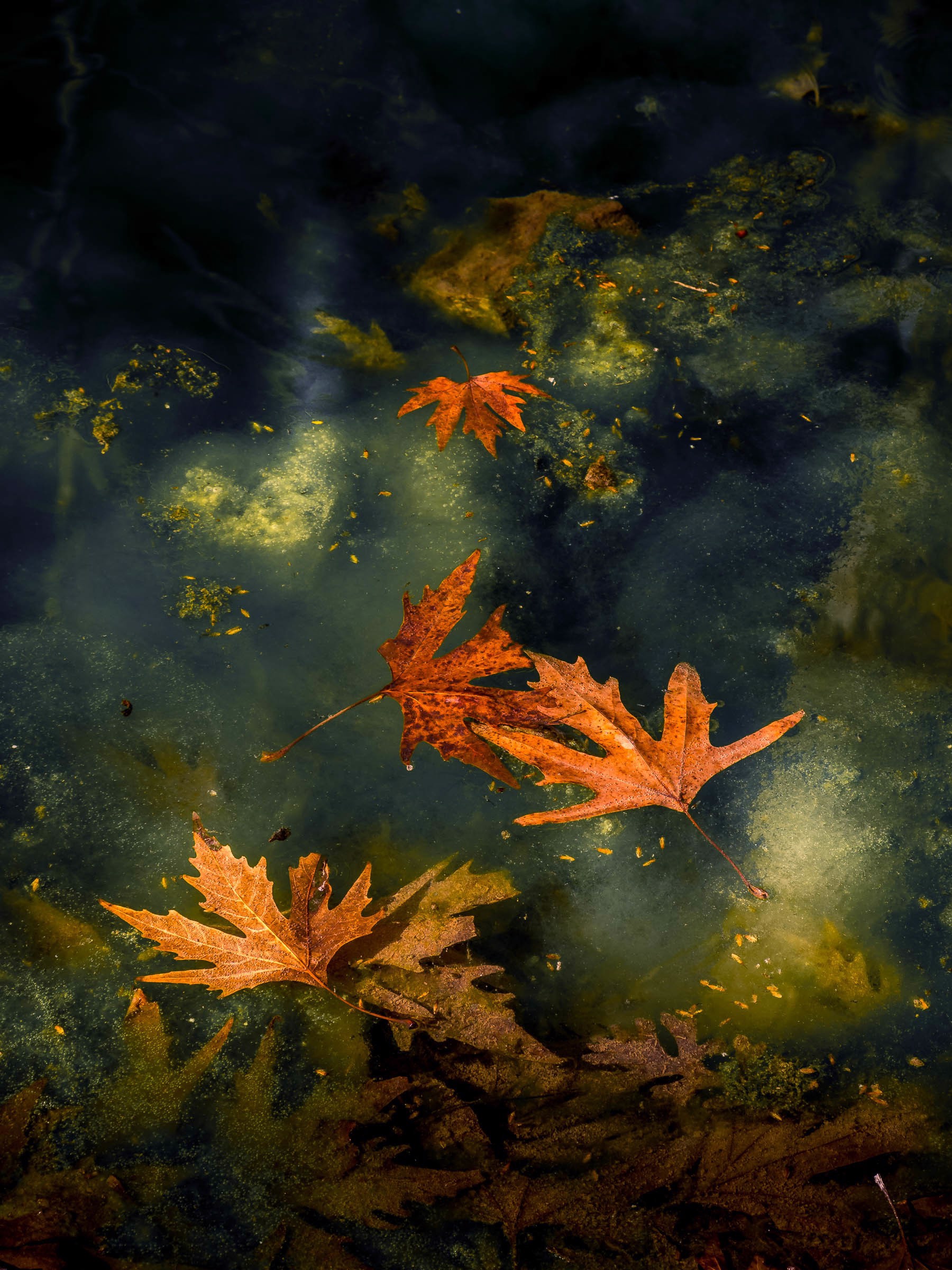 Månadens bilde - Oktober 2020