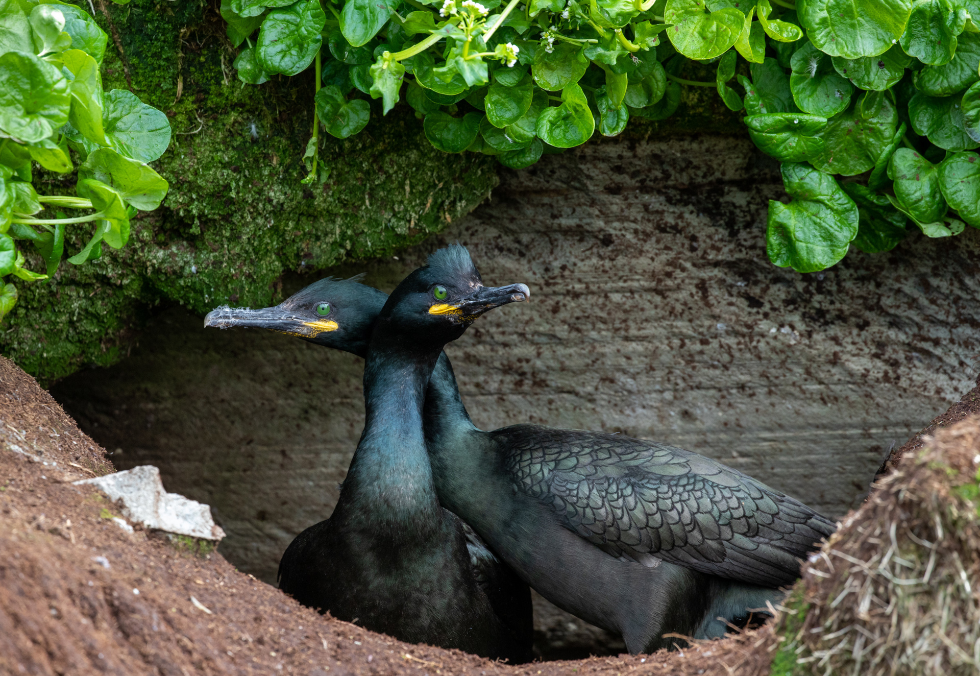 Månadens bilde - Mars 2021