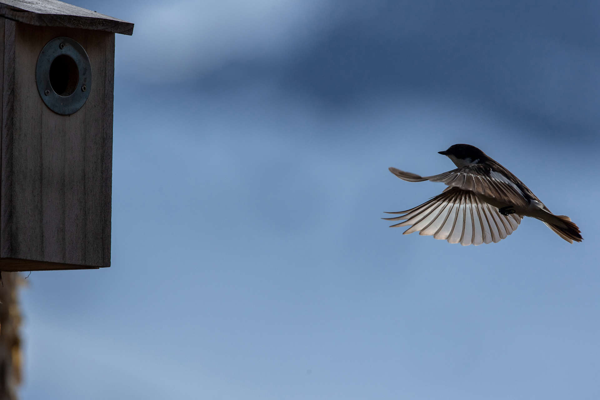 Månadens bilde - Juni 2021