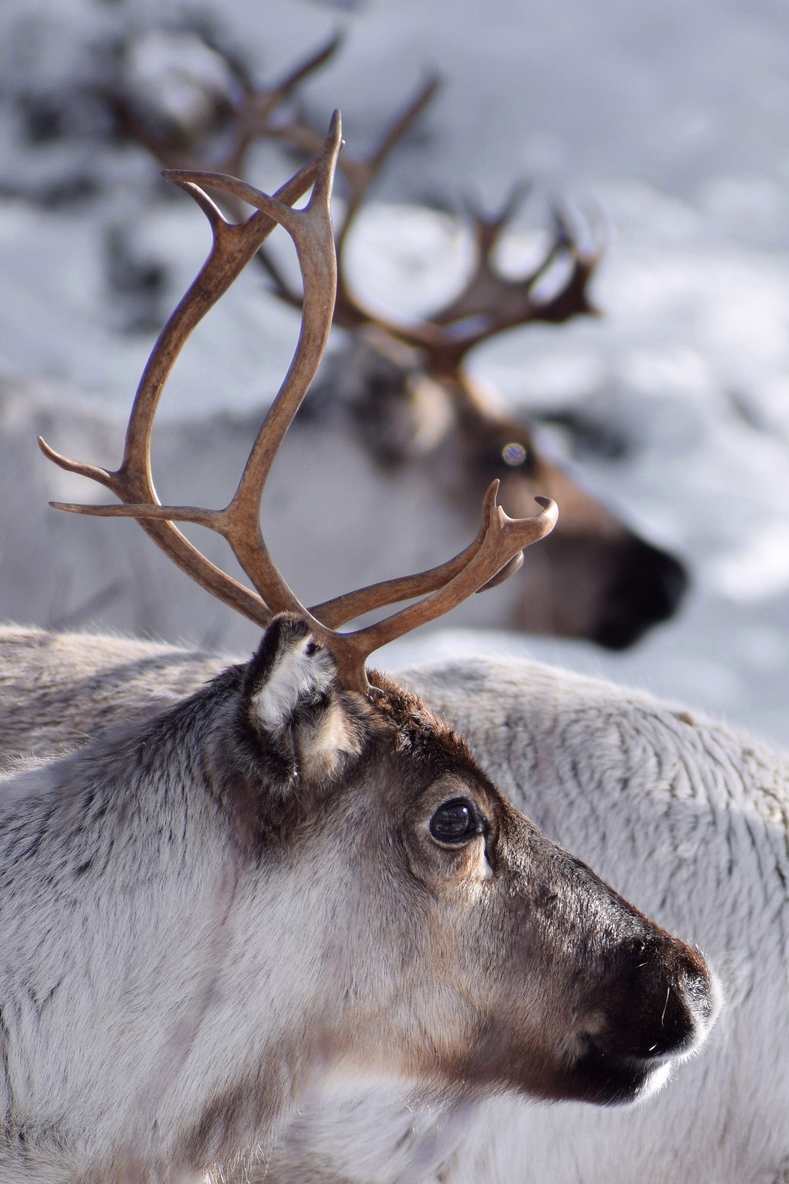 Månadens bilde - Juli 2021