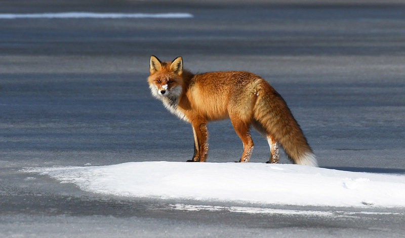 Månadens bilde - April 2022