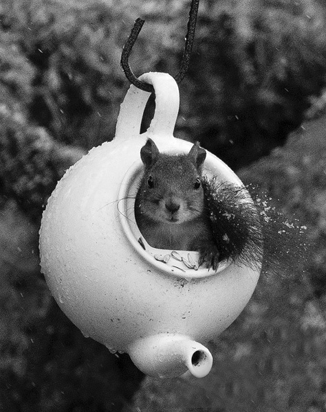 Månadens bilde - Oktober 2022