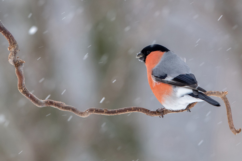 Månadens bilde - November 2022