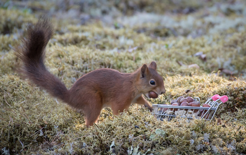 Månadens bilde - Mars 2023