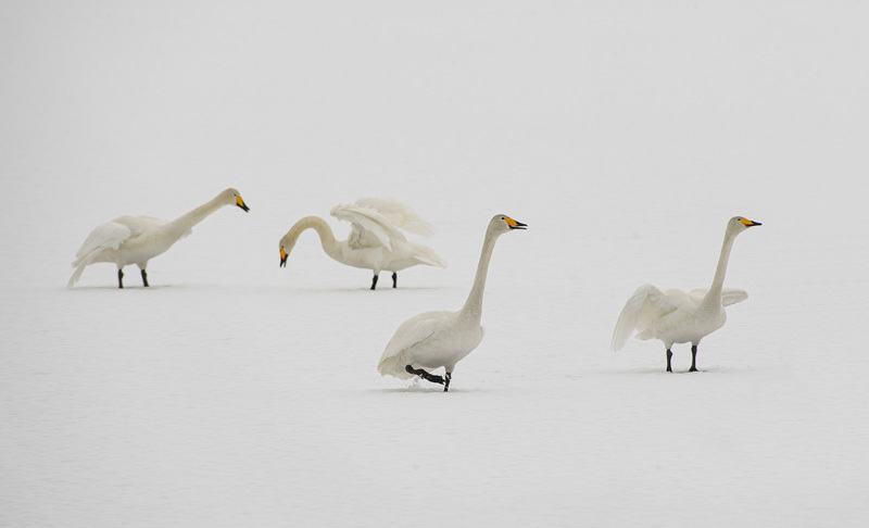 Månadens bilde - April 2023