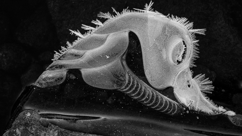 Månadens bilde - November 2023